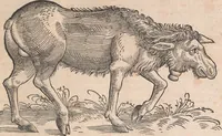 Picture 3 of 80 from Conradi Gesneri medici Tigurini Historiæ animalium Lib. I. de quadrupedibus uiuiparis : opus philosophis, medicis, grammaticis, philologis, poëtis, & omnibus rerum linguarumq́; uariarum studiosis, utilissimum simul iucundissimumq́; futurum .. (1551), leaf 44