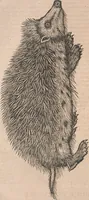 Picture 26 of 80 from Conradi Gesneri medici Tigurini Historiæ animalium Lib. I. de quadrupedibus uiuiparis : opus philosophis, medicis, grammaticis, philologis, poëtis, & omnibus rerum linguarumq́; uariarum studiosis, utilissimum simul iucundissimumq́; futurum .. (1551), leaf 443