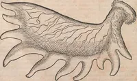 Picture 5 of 80 from Conradi Gesneri medici Tigurini Historiæ animalium Lib. I. de quadrupedibus uiuiparis : opus philosophis, medicis, grammaticis, philologis, poëtis, & omnibus rerum linguarumq́; uariarum studiosis, utilissimum simul iucundissimumq́; futurum .. (1551), leaf 45