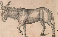 Picture 6 of 80 from Conradi Gesneri medici Tigurini Historiæ animalium Lib. I. de quadrupedibus uiuiparis : opus philosophis, medicis, grammaticis, philologis, poëtis, & omnibus rerum linguarumq́; uariarum studiosis, utilissimum simul iucundissimumq́; futurum .. (1551), leaf 47