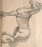 An illustration from Conradi Gesneri medici Tigurini Historiæ animalium Lib. I. de quadrupedibus uiuiparis : opus philosophis, medicis, grammaticis, philologis, poëtis, & omnibus rerum linguarumq́; uariarum studiosis, utilissimum simul iucundissimumq́; futurum .. (1551)