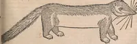 An illustration from Conradi Gesneri medici Tigurini Historiæ animalium Lib. I. de quadrupedibus uiuiparis : opus philosophis, medicis, grammaticis, philologis, poëtis, & omnibus rerum linguarumq́; uariarum studiosis, utilissimum simul iucundissimumq́; futurum .. (1551)