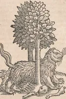 An illustration from Conradi Gesneri medici Tigurini Historiæ animalium Lib. I. de quadrupedibus uiuiparis : opus philosophis, medicis, grammaticis, philologis, poëtis, & omnibus rerum linguarumq́; uariarum studiosis, utilissimum simul iucundissimumq́; futurum .. (1551)