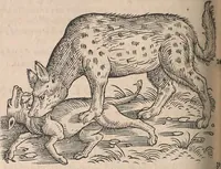 Picture 30 of 80 from Conradi Gesneri medici Tigurini Historiæ animalium Lib. I. de quadrupedibus uiuiparis : opus philosophis, medicis, grammaticis, philologis, poëtis, & omnibus rerum linguarumq́; uariarum studiosis, utilissimum simul iucundissimumq́; futurum .. (1551), leaf 667
