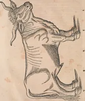 Picture 7 of 80 from Conradi Gesneri medici Tigurini Historiæ animalium Lib. I. de quadrupedibus uiuiparis : opus philosophis, medicis, grammaticis, philologis, poëtis, & omnibus rerum linguarumq́; uariarum studiosis, utilissimum simul iucundissimumq́; futurum .. (1551), leaf 67