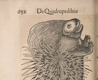 Picture 31 of 80 from Conradi Gesneri medici Tigurini Historiæ animalium Lib. I. de quadrupedibus uiuiparis : opus philosophis, medicis, grammaticis, philologis, poëtis, & omnibus rerum linguarumq́; uariarum studiosis, utilissimum simul iucundissimumq́; futurum .. (1551), leaf 675