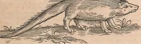 Picture 32 of 80 from Conradi Gesneri medici Tigurini Historiæ animalium Lib. I. de quadrupedibus uiuiparis : opus philosophis, medicis, grammaticis, philologis, poëtis, & omnibus rerum linguarumq́; uariarum studiosis, utilissimum simul iucundissimumq́; futurum .. (1551), leaf 678