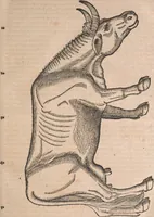 Picture 8 of 80 from Conradi Gesneri medici Tigurini Historiæ animalium Lib. I. de quadrupedibus uiuiparis : opus philosophis, medicis, grammaticis, philologis, poëtis, & omnibus rerum linguarumq́; uariarum studiosis, utilissimum simul iucundissimumq́; futurum .. (1551), leaf 68