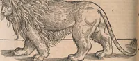 Picture 33 of 80 from Conradi Gesneri medici Tigurini Historiæ animalium Lib. I. de quadrupedibus uiuiparis : opus philosophis, medicis, grammaticis, philologis, poëtis, & omnibus rerum linguarumq́; uariarum studiosis, utilissimum simul iucundissimumq́; futurum .. (1551), leaf 685