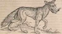 An illustration from Conradi Gesneri medici Tigurini Historiæ animalium Lib. I. de quadrupedibus uiuiparis : opus philosophis, medicis, grammaticis, philologis, poëtis, & omnibus rerum linguarumq́; uariarum studiosis, utilissimum simul iucundissimumq́; futurum .. (1551)