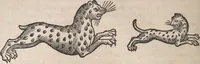 Picture 37 of 80 from Conradi Gesneri medici Tigurini Historiæ animalium Lib. I. de quadrupedibus uiuiparis : opus philosophis, medicis, grammaticis, philologis, poëtis, & omnibus rerum linguarumq́; uariarum studiosis, utilissimum simul iucundissimumq́; futurum .. (1551), leaf 813