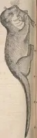 Picture 39 of 80 from Conradi Gesneri medici Tigurini Historiæ animalium Lib. I. de quadrupedibus uiuiparis : opus philosophis, medicis, grammaticis, philologis, poëtis, & omnibus rerum linguarumq́; uariarum studiosis, utilissimum simul iucundissimumq́; futurum .. (1551), leaf 819
