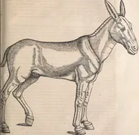 Picture 41 of 80 from Conradi Gesneri medici Tigurini Historiæ animalium Lib. I. de quadrupedibus uiuiparis : opus philosophis, medicis, grammaticis, philologis, poëtis, & omnibus rerum linguarumq́; uariarum studiosis, utilissimum simul iucundissimumq́; futurum .. (1551), leaf 836