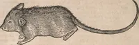 Picture 42 of 80 from Conradi Gesneri medici Tigurini Historiæ animalium Lib. I. de quadrupedibus uiuiparis : opus philosophis, medicis, grammaticis, philologis, poëtis, & omnibus rerum linguarumq́; uariarum studiosis, utilissimum simul iucundissimumq́; futurum .. (1551), leaf 851