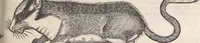 Picture 44 of 80 from Conradi Gesneri medici Tigurini Historiæ animalium Lib. I. de quadrupedibus uiuiparis : opus philosophis, medicis, grammaticis, philologis, poëtis, & omnibus rerum linguarumq́; uariarum studiosis, utilissimum simul iucundissimumq́; futurum .. (1551), leaf 876