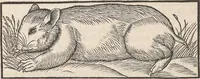 An illustration from Conradi Gesneri medici Tigurini Historiæ animalium Lib. I. de quadrupedibus uiuiparis : opus philosophis, medicis, grammaticis, philologis, poëtis, & omnibus rerum linguarumq́; uariarum studiosis, utilissimum simul iucundissimumq́; futurum .. (1551)