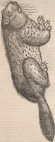Picture 47 of 80 from Conradi Gesneri medici Tigurini Historiæ animalium Lib. I. de quadrupedibus uiuiparis : opus philosophis, medicis, grammaticis, philologis, poëtis, & omnibus rerum linguarumq́; uariarum studiosis, utilissimum simul iucundissimumq́; futurum .. (1551), leaf 884