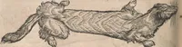 Picture 51 of 80 from Conradi Gesneri medici Tigurini Historiæ animalium Lib. I. de quadrupedibus uiuiparis : opus philosophis, medicis, grammaticis, philologis, poëtis, & omnibus rerum linguarumq́; uariarum studiosis, utilissimum simul iucundissimumq́; futurum .. (1551), leaf 895