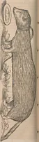 Picture 52 of 80 from Conradi Gesneri medici Tigurini Historiæ animalium Lib. I. de quadrupedibus uiuiparis : opus philosophis, medicis, grammaticis, philologis, poëtis, & omnibus rerum linguarumq́; uariarum studiosis, utilissimum simul iucundissimumq́; futurum .. (1551), leaf 905