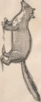 Picture 53 of 80 from Conradi Gesneri medici Tigurini Historiæ animalium Lib. I. de quadrupedibus uiuiparis : opus philosophis, medicis, grammaticis, philologis, poëtis, & omnibus rerum linguarumq́; uariarum studiosis, utilissimum simul iucundissimumq́; futurum .. (1551), leaf 908