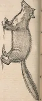 Picture 54 of 80 from Conradi Gesneri medici Tigurini Historiæ animalium Lib. I. de quadrupedibus uiuiparis : opus philosophis, medicis, grammaticis, philologis, poëtis, & omnibus rerum linguarumq́; uariarum studiosis, utilissimum simul iucundissimumq́; futurum .. (1551), leaf 909