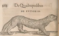 An illustration from Conradi Gesneri medici Tigurini Historiæ animalium Lib. I. de quadrupedibus uiuiparis : opus philosophis, medicis, grammaticis, philologis, poëtis, & omnibus rerum linguarumq́; uariarum studiosis, utilissimum simul iucundissimumq́; futurum .. (1551)