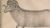 Picture 56 of 80 from Conradi Gesneri medici Tigurini Historiæ animalium Lib. I. de quadrupedibus uiuiparis : opus philosophis, medicis, grammaticis, philologis, poëtis, & omnibus rerum linguarumq́; uariarum studiosis, utilissimum simul iucundissimumq́; futurum .. (1551), leaf 916