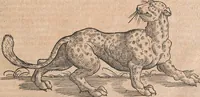 Picture 57 of 80 from Conradi Gesneri medici Tigurini Historiæ animalium Lib. I. de quadrupedibus uiuiparis : opus philosophis, medicis, grammaticis, philologis, poëtis, & omnibus rerum linguarumq́; uariarum studiosis, utilissimum simul iucundissimumq́; futurum .. (1551), leaf 978