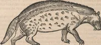 An illustration from Conradi Gesneri medici Tigurini Historiæ animalium Lib. I. de quadrupedibus uiuiparis : opus philosophis, medicis, grammaticis, philologis, poëtis, & omnibus rerum linguarumq́; uariarum studiosis, utilissimum simul iucundissimumq́; futurum .. (1551)