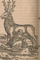 Picture 59 of 80 from Conradi Gesneri medici Tigurini Historiæ animalium Lib. I. de quadrupedibus uiuiparis : opus philosophis, medicis, grammaticis, philologis, poëtis, & omnibus rerum linguarumq́; uariarum studiosis, utilissimum simul iucundissimumq́; futurum .. (1551), leaf 993