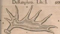 Picture 60 of 80 from Conradi Gesneri medici Tigurini Historiæ animalium Lib. I. de quadrupedibus uiuiparis : opus philosophis, medicis, grammaticis, philologis, poëtis, & omnibus rerum linguarumq́; uariarum studiosis, utilissimum simul iucundissimumq́; futurum .. (1551), leaf 994