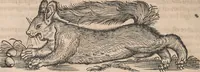 Picture 62 of 80 from Conradi Gesneri medici Tigurini Historiæ animalium Lib. I. de quadrupedibus uiuiparis : opus philosophis, medicis, grammaticis, philologis, poëtis, & omnibus rerum linguarumq́; uariarum studiosis, utilissimum simul iucundissimumq́; futurum .. (1551), leaf 999
