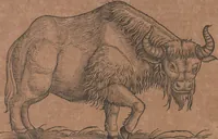 An illustration from Conradi Gesneri medici Tigurini Historiae animalium liber primus de quadrupedibus viuiparis : opus philosophis, medicis, grammaticis, philologis, poëtis, & omnibus rerum linguarumq́ue variarum studiosis, vtilissimum simul iucundissimumq́ue futurum (1602)