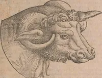 An illustration from Conradi Gesneri medici Tigurini Historiae animalium liber primus de quadrupedibus viuiparis : opus philosophis, medicis, grammaticis, philologis, poëtis, & omnibus rerum linguarumq́ue variarum studiosis, vtilissimum simul iucundissimumq́ue futurum (1602)