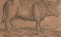 An illustration from Conradi Gesneri medici Tigurini Historiae animalium liber primus de quadrupedibus viuiparis : opus philosophis, medicis, grammaticis, philologis, poëtis, & omnibus rerum linguarumq́ue variarum studiosis, vtilissimum simul iucundissimumq́ue futurum (1602)