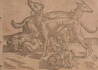 An illustration from Conradi Gesneri medici Tigurini Historiae animalium liber primus de quadrupedibus viuiparis : opus philosophis, medicis, grammaticis, philologis, poëtis, & omnibus rerum linguarumq́ue variarum studiosis, vtilissimum simul iucundissimumq́ue futurum (1602)