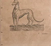 An illustration from Conradi Gesneri medici Tigurini Historiae animalium liber primus de quadrupedibus viuiparis : opus philosophis, medicis, grammaticis, philologis, poëtis, & omnibus rerum linguarumq́ue variarum studiosis, vtilissimum simul iucundissimumq́ue futurum (1602)