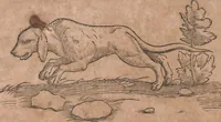 An illustration from Conradi Gesneri medici Tigurini Historiae animalium liber primus de quadrupedibus viuiparis : opus philosophis, medicis, grammaticis, philologis, poëtis, & omnibus rerum linguarumq́ue variarum studiosis, vtilissimum simul iucundissimumq́ue futurum (1602)