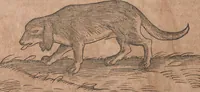 An illustration from Conradi Gesneri medici Tigurini Historiae animalium liber primus de quadrupedibus viuiparis : opus philosophis, medicis, grammaticis, philologis, poëtis, & omnibus rerum linguarumq́ue variarum studiosis, vtilissimum simul iucundissimumq́ue futurum (1602)