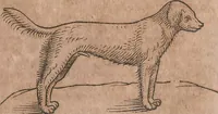 An illustration from Conradi Gesneri medici Tigurini Historiae animalium liber primus de quadrupedibus viuiparis : opus philosophis, medicis, grammaticis, philologis, poëtis, & omnibus rerum linguarumq́ue variarum studiosis, vtilissimum simul iucundissimumq́ue futurum (1602)