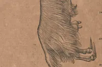 Picture 49 of 184 from Conradi Gesneri medici Tigurini Historiae animalium liber primus de quadrupedibus viuiparis : opus philosophis, medicis, grammaticis, philologis, poëtis, & omnibus rerum linguarumq́ue variarum studiosis, vtilissimum simul iucundissimumq́ue futurum (1602), leaf 291