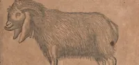An illustration from Conradi Gesneri medici Tigurini Historiae animalium liber primus de quadrupedibus viuiparis : opus philosophis, medicis, grammaticis, philologis, poëtis, & omnibus rerum linguarumq́ue variarum studiosis, vtilissimum simul iucundissimumq́ue futurum (1602)