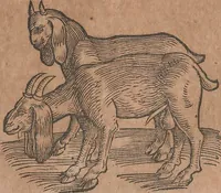An illustration from Conradi Gesneri medici Tigurini Historiae animalium liber primus de quadrupedibus viuiparis : opus philosophis, medicis, grammaticis, philologis, poëtis, & omnibus rerum linguarumq́ue variarum studiosis, vtilissimum simul iucundissimumq́ue futurum (1602)