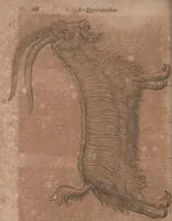 An illustration from Conradi Gesneri medici Tigurini Historiae animalium liber primus de quadrupedibus viuiparis : opus philosophis, medicis, grammaticis, philologis, poëtis, & omnibus rerum linguarumq́ue variarum studiosis, vtilissimum simul iucundissimumq́ue futurum (1602)