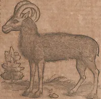 An illustration from Conradi Gesneri medici Tigurini Historiae animalium liber primus de quadrupedibus viuiparis : opus philosophis, medicis, grammaticis, philologis, poëtis, & omnibus rerum linguarumq́ue variarum studiosis, vtilissimum simul iucundissimumq́ue futurum (1602)