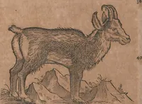 An illustration from Conradi Gesneri medici Tigurini Historiae animalium liber primus de quadrupedibus viuiparis : opus philosophis, medicis, grammaticis, philologis, poëtis, & omnibus rerum linguarumq́ue variarum studiosis, vtilissimum simul iucundissimumq́ue futurum (1602)