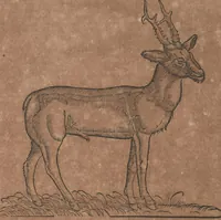 An illustration from Conradi Gesneri medici Tigurini Historiae animalium liber primus de quadrupedibus viuiparis : opus philosophis, medicis, grammaticis, philologis, poëtis, & omnibus rerum linguarumq́ue variarum studiosis, vtilissimum simul iucundissimumq́ue futurum (1602)