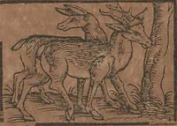 An illustration from Conradi Gesneri medici Tigurini Historiae animalium liber primus de quadrupedibus viuiparis : opus philosophis, medicis, grammaticis, philologis, poëtis, & omnibus rerum linguarumq́ue variarum studiosis, vtilissimum simul iucundissimumq́ue futurum (1602)