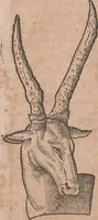 An illustration from Conradi Gesneri medici Tigurini Historiae animalium liber primus de quadrupedibus viuiparis : opus philosophis, medicis, grammaticis, philologis, poëtis, & omnibus rerum linguarumq́ue variarum studiosis, vtilissimum simul iucundissimumq́ue futurum (1602)