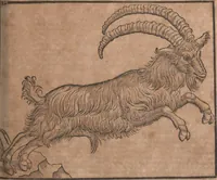 An illustration from Conradi Gesneri medici Tigurini Historiae animalium liber primus de quadrupedibus viuiparis : opus philosophis, medicis, grammaticis, philologis, poëtis, & omnibus rerum linguarumq́ue variarum studiosis, vtilissimum simul iucundissimumq́ue futurum (1602)